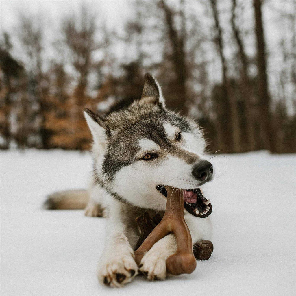 Durable Dog Chew Toys D306