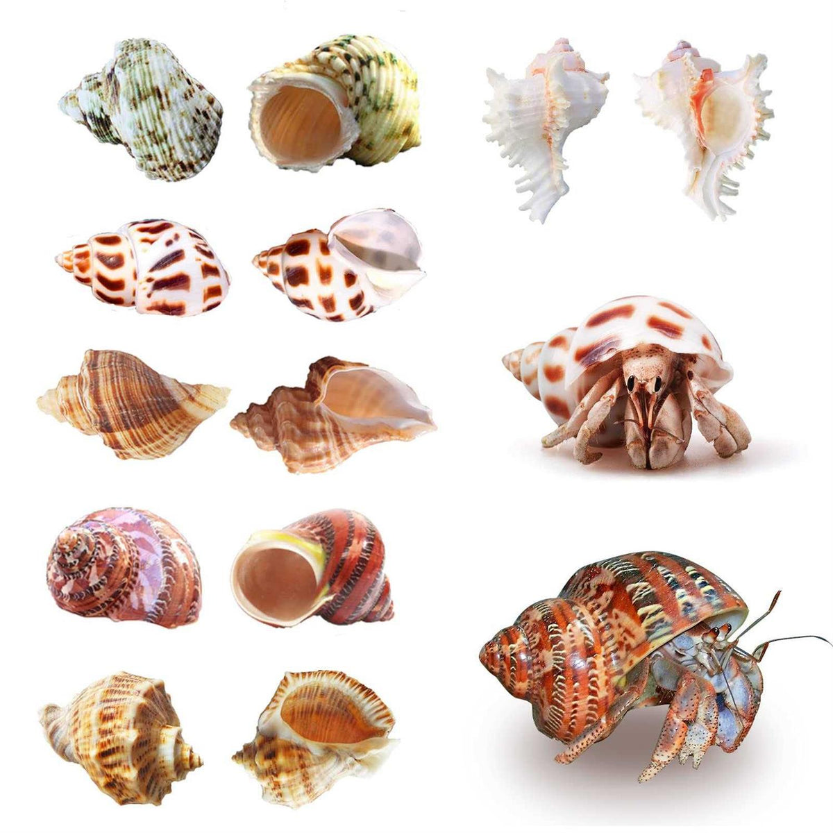 Hermit Crab Shells Medium to Large Natural Conch H931