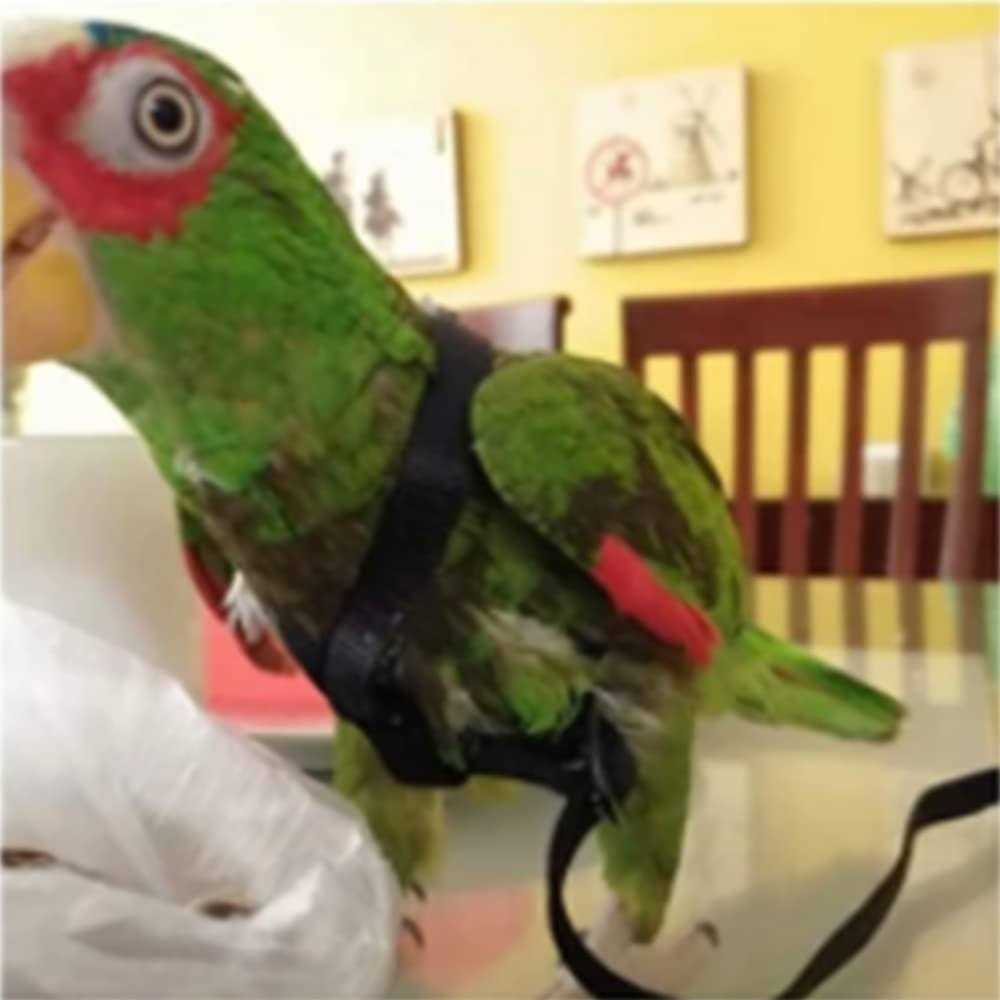 Adjustable Bird Harness and Leash W44615