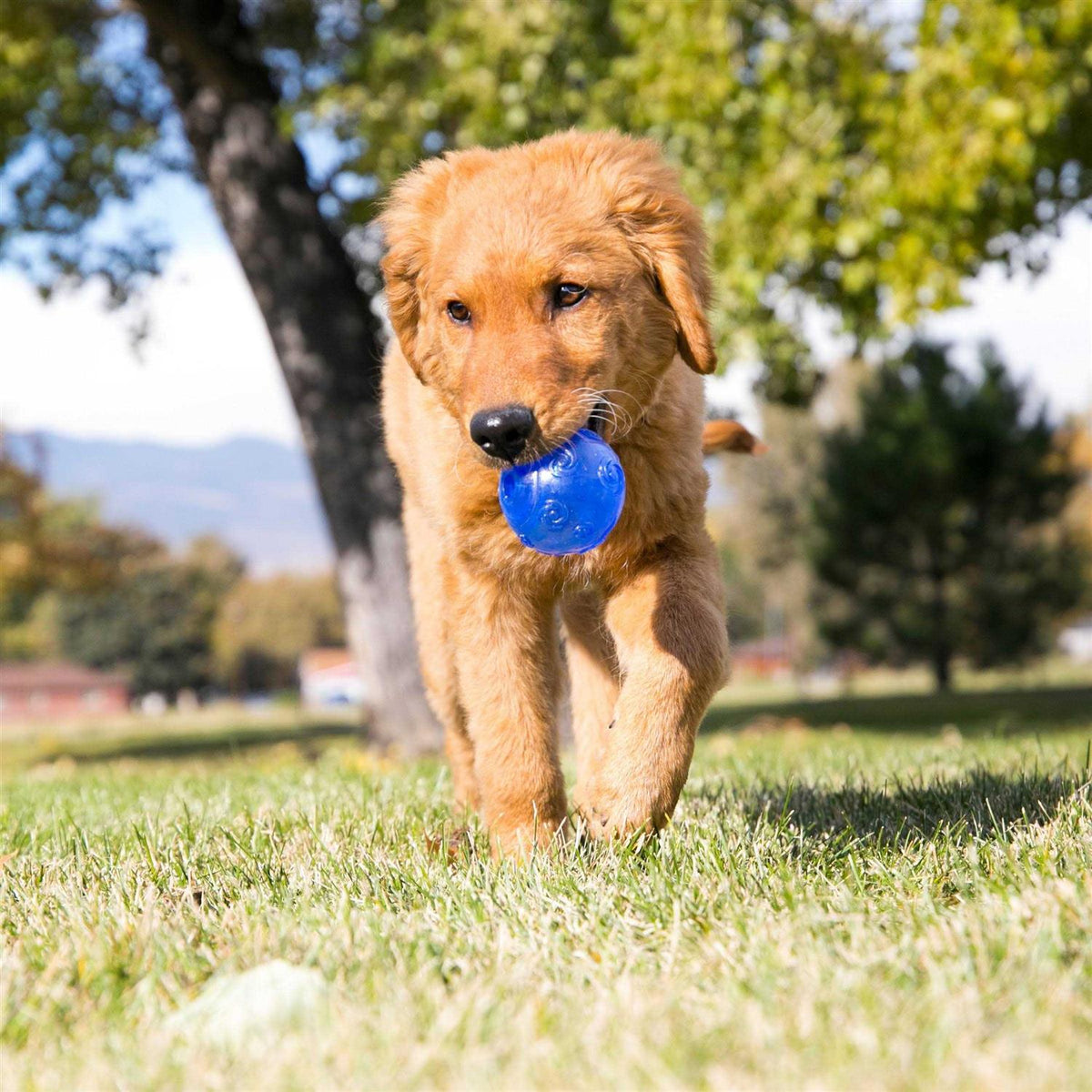 Dog Toy H56375