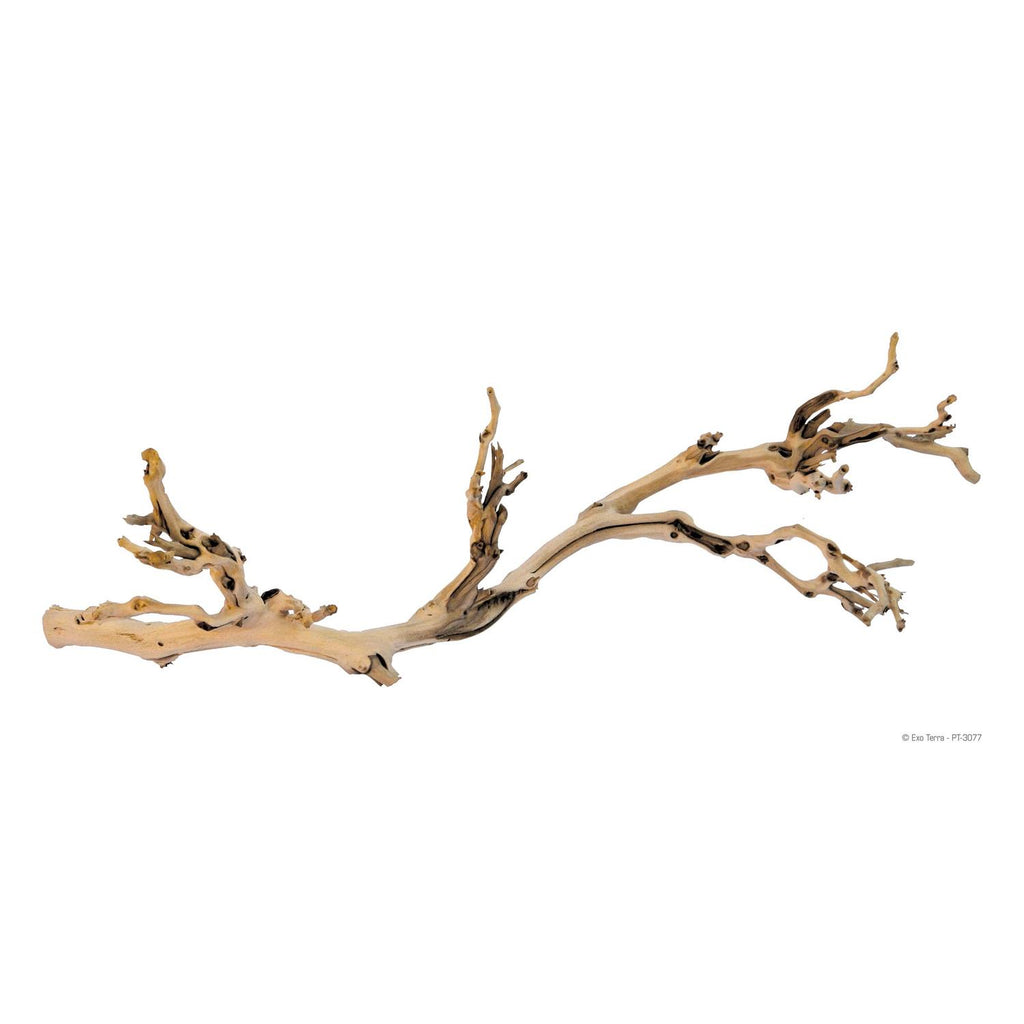 Forest Branch N4283