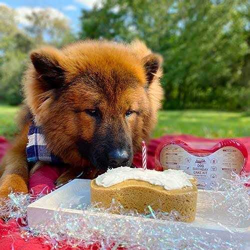 Dog Birthday Cake Kit W597855