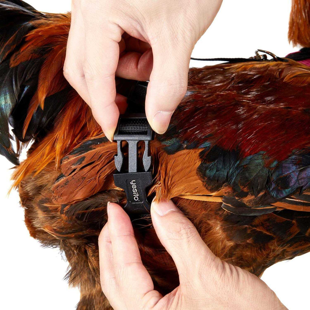 Chicken Harness with 6ft Leash P949611