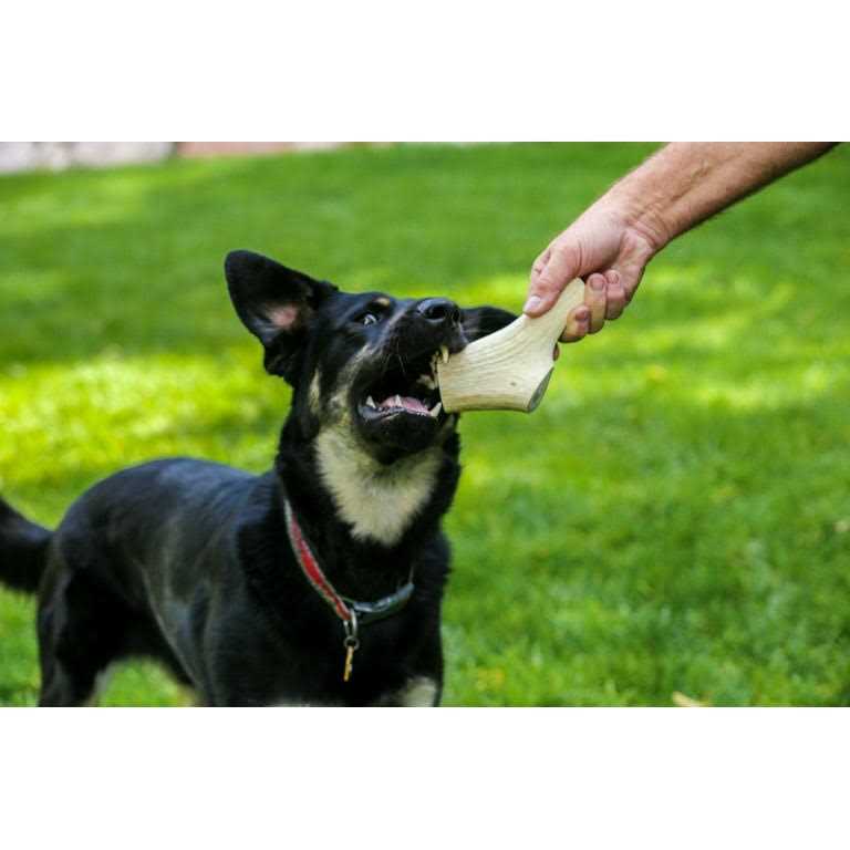 Large Thick Elk Antler 5 Pack Dog Chew Treat E7533