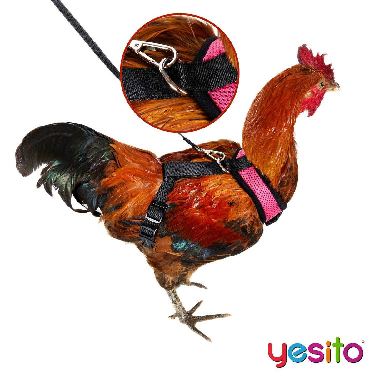 Chicken Harness with 6ft Leash P949611