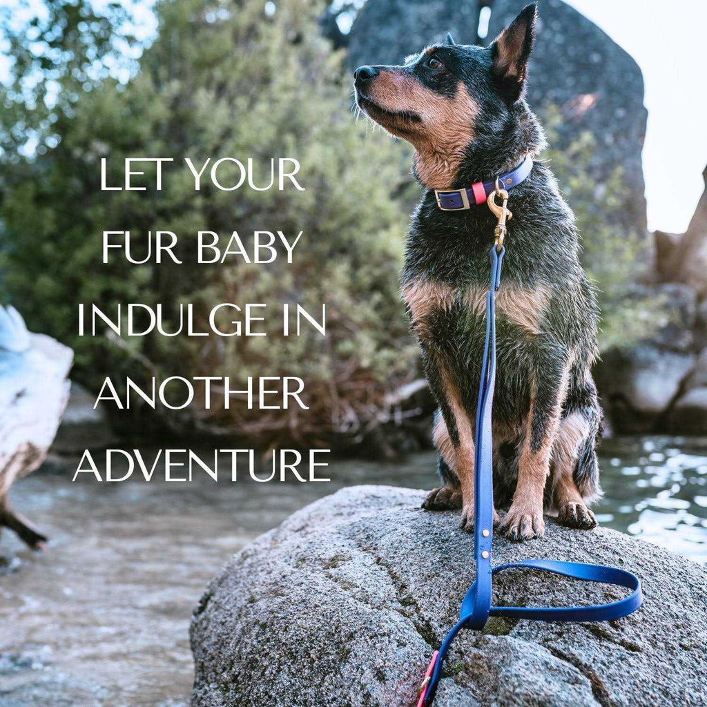 Waterproof Odorless Dog Collar I77697