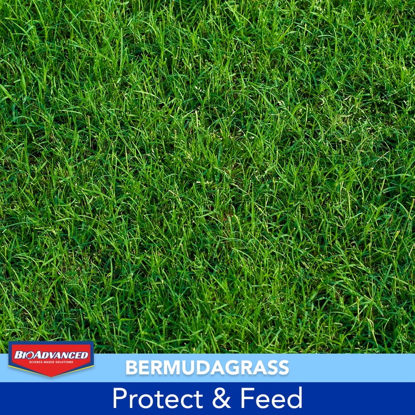 25 lb Granules Weed & Feed O868