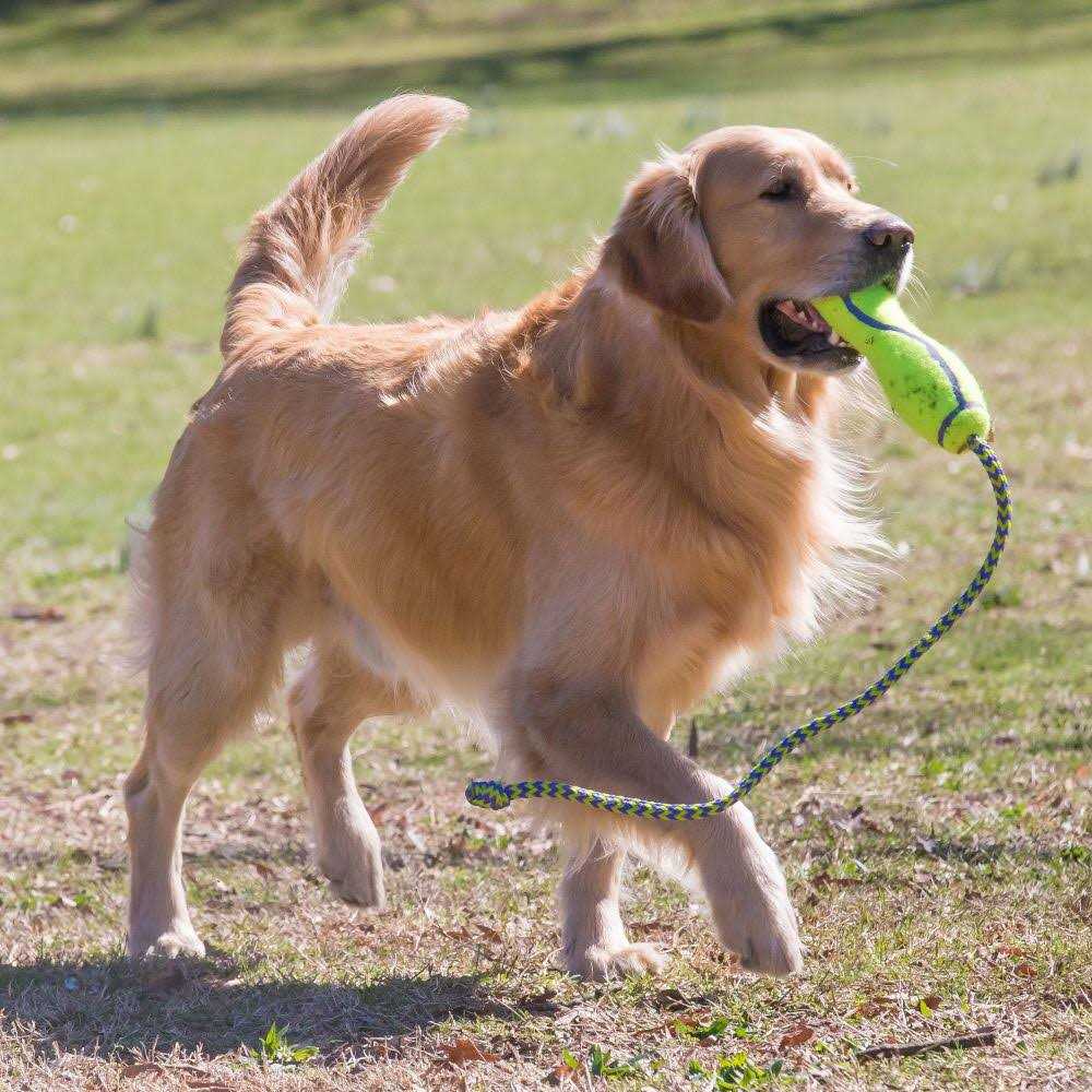 Dog Squeaker Stick O6746
