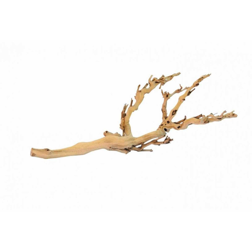 Forest Branch N4283