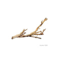 Forest Branch N4283