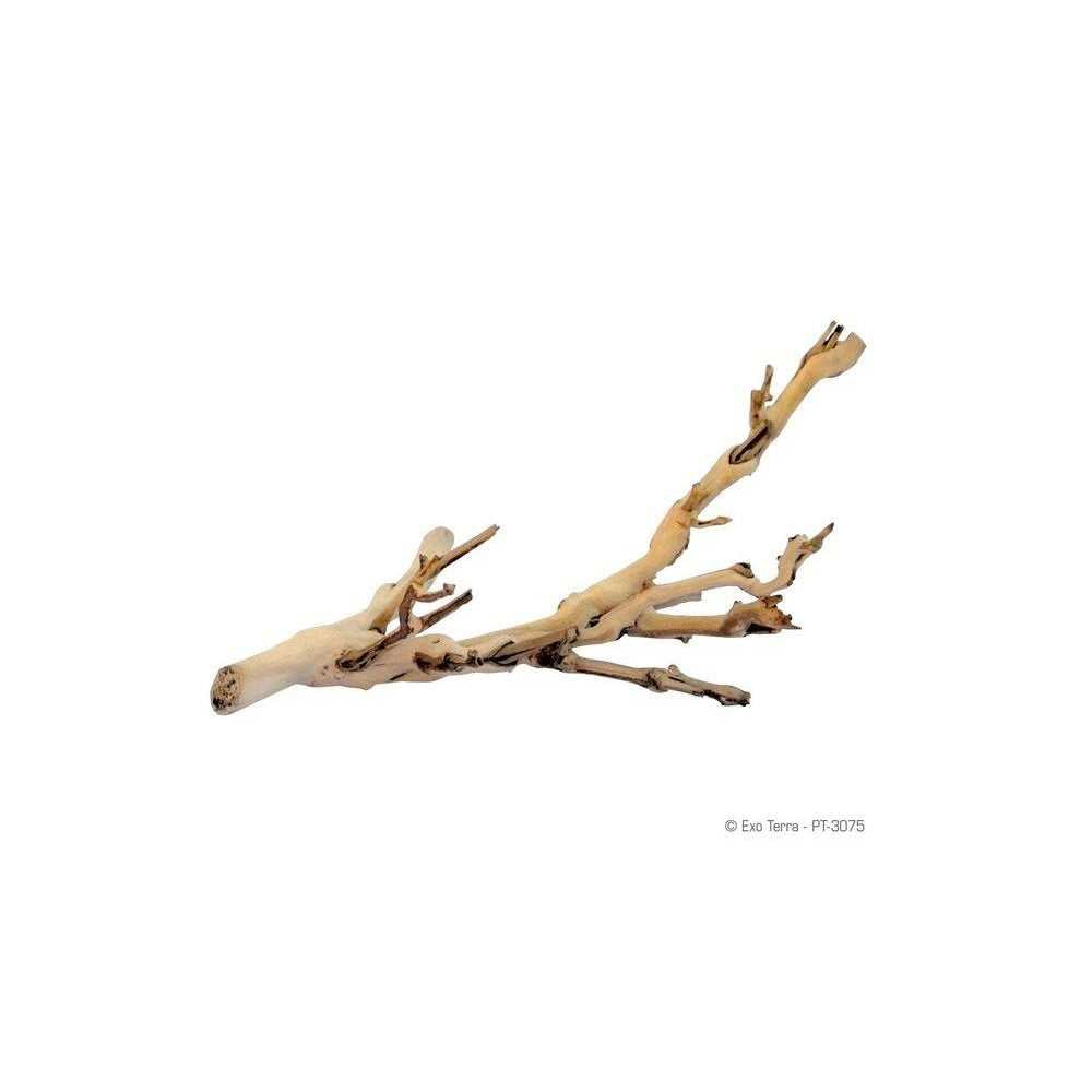 Forest Branch N4283