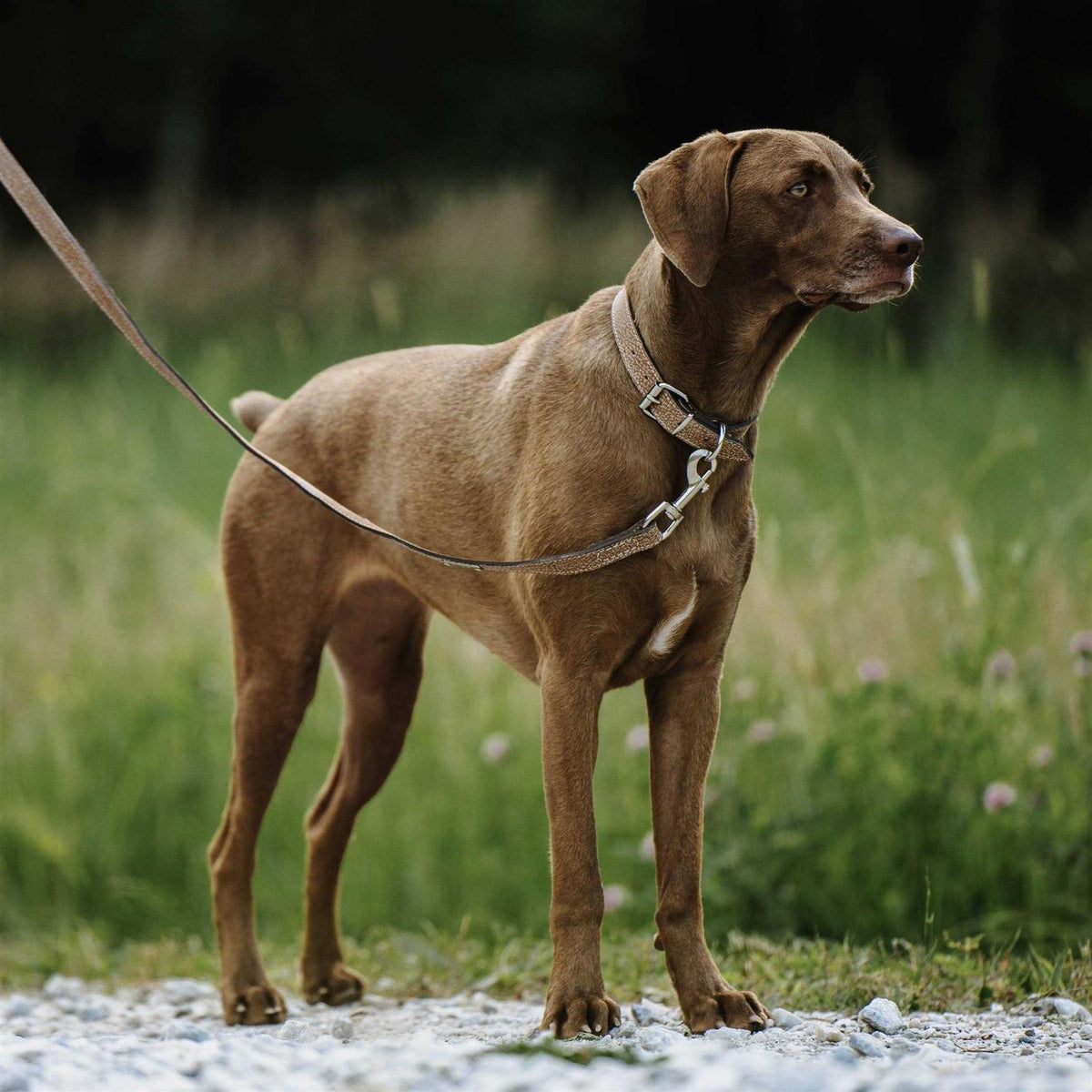 Leather Dog Leash I749649