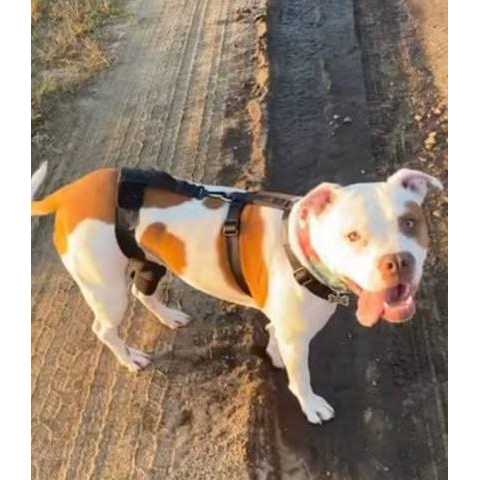 Dog & Cat Knee Brace T893