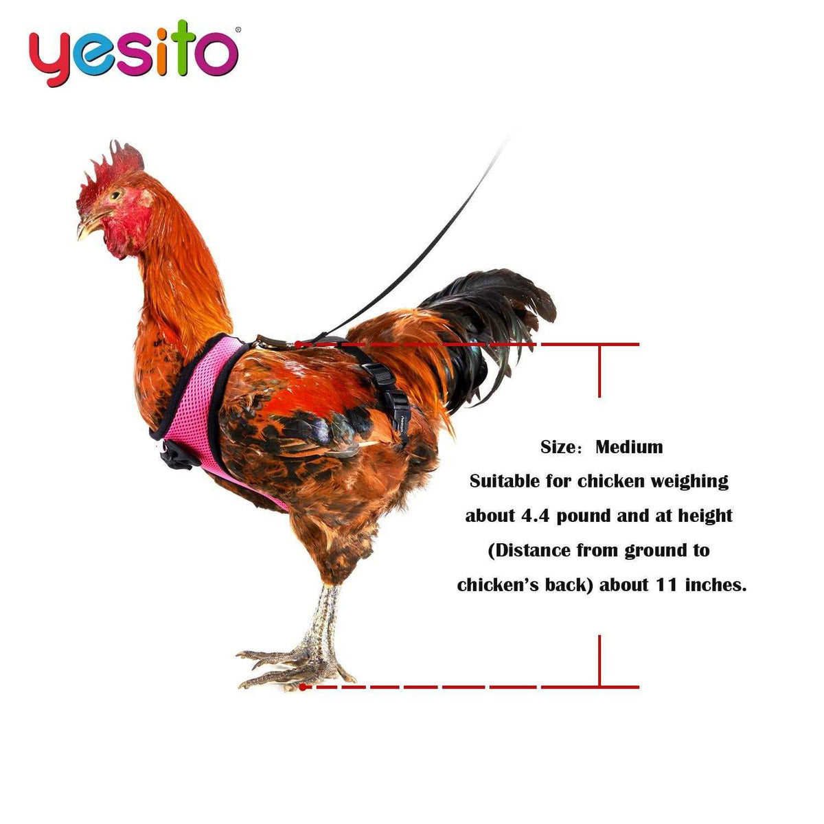 Chicken Harness with 6ft Leash P949611