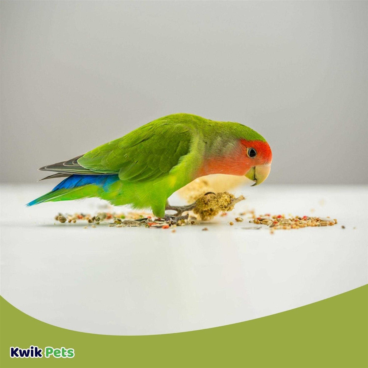Conure Lovebird Q20040