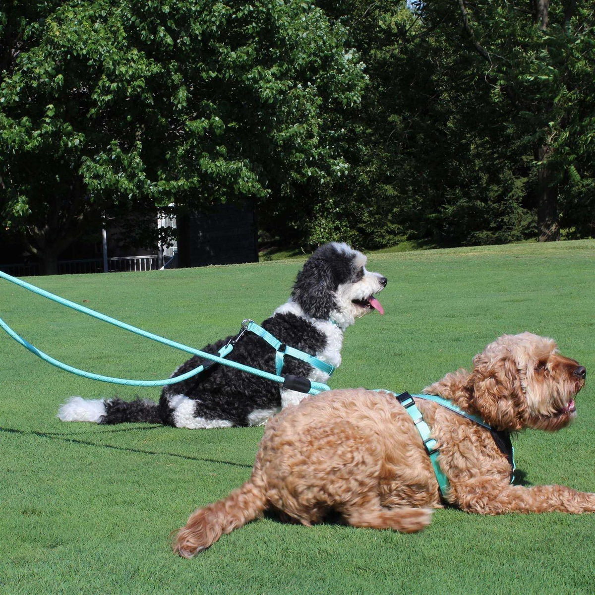Reflective Rope Dog Leash A52919