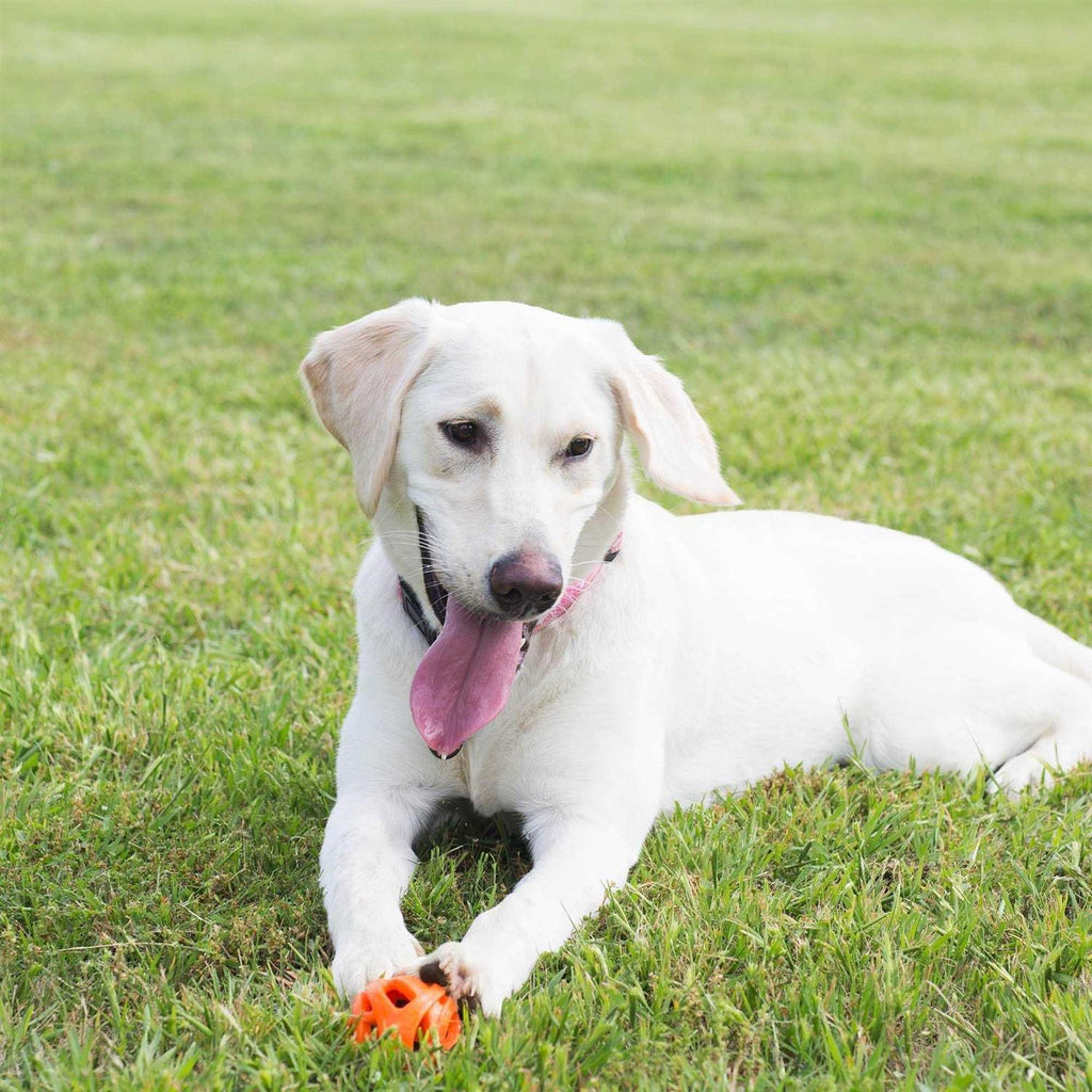 Fetch Ball M85596